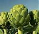 Artichoke's Avatar