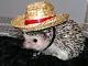 hedgehog's Avatar
